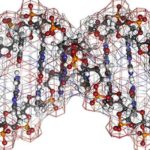 Rhumatismes inflammatoires chroniques : mieux comprendre le vieillissement