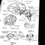 osteomag-25-RENCONTRES-OSTEO-cote-a-cote-slider