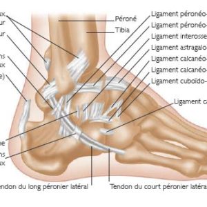 les ligaments du pied les ligaments du pied