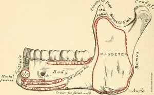 Physiologie-de-la-mastication-2_osteomag28