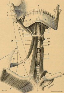 cervicalgie-syndrome_eagle-2_osteomag28