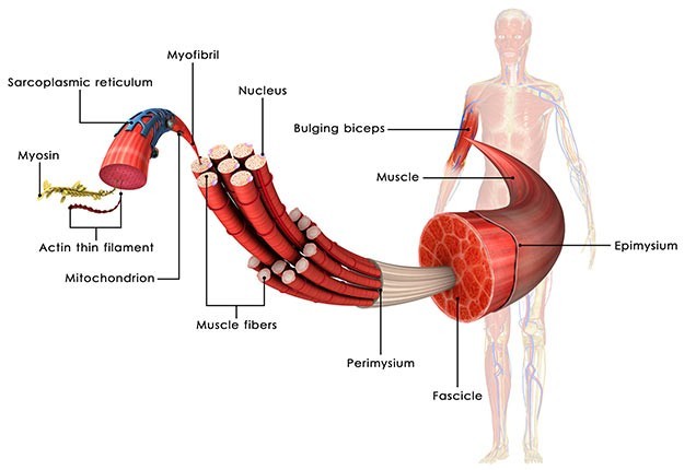 fascias_osteomag_fiche-info-conseils-3