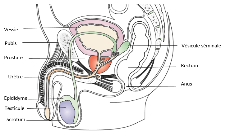 appareil_uro_genital