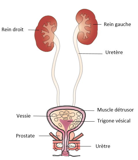 origine_vesicale