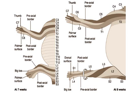 Origines embryologiques des zones musculaires des membres supérieurs et inférieurs