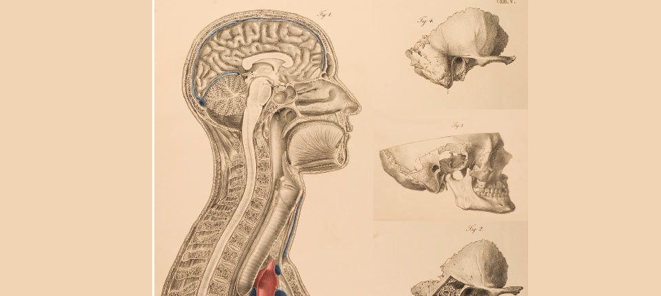 Physiologie-de-la-mastication_osteomag28