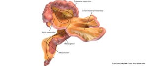 representation-numerique-du-petit-intestin-du-gros-intestin-et-du-mesentere