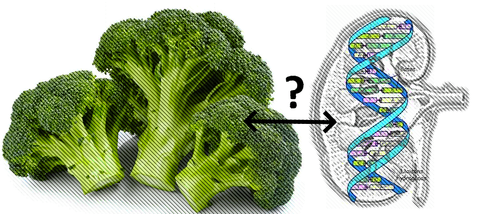 Brocoli